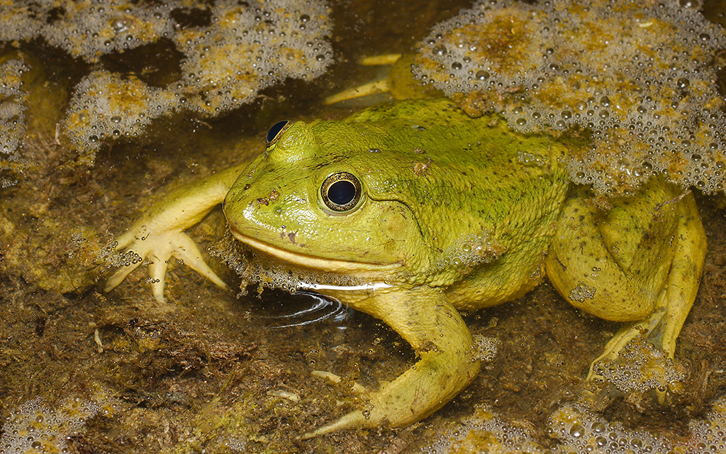 Indian Green Frog